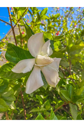 Videolu 1 Adet Doğum Günü Hediyesi Mis Kokulu Gardenya Çiçeği 25-40 Cm Saksılı Iç Mekan Gardenia