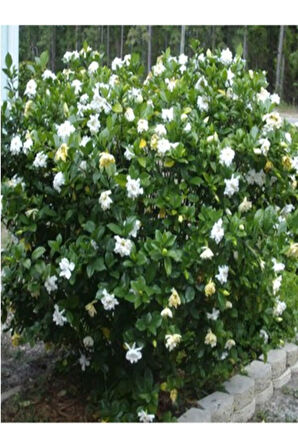 Videolu 1 Adet Doğum Günü Hediyesi Mis Kokulu Gardenya Çiçeği 25-40 Cm Saksılı Iç Mekan Gardenia