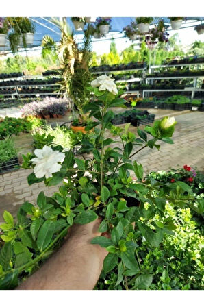 Videolu 1 Adet Mis Kokulu Gardenya Çiçeği Hediyelik 25-40 Cm Saksılı Iç Mekan Bitki Gardenia