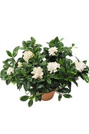 Videolu 1 Adet Mis Kokulu Gardenya Çiçeği Hediyelik 25-40 Cm Saksılı Iç Mekan Bitki Gardenia
