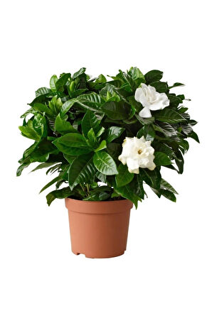 Videolu 1 Adet Doğum Günü Hediyesi Mis Kokulu Gardenya Çiçeği 25-35 Cm Saksılı Iç Mekan Gardenia