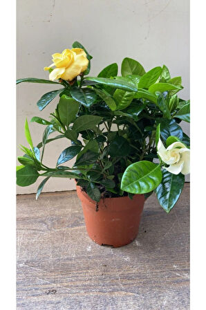 Videolu 1 Adet Salon Hediyesi Mis Kokulu Gardenya Çiçeği 20-40 Cm Saksılı Iç Mekan Gardenia