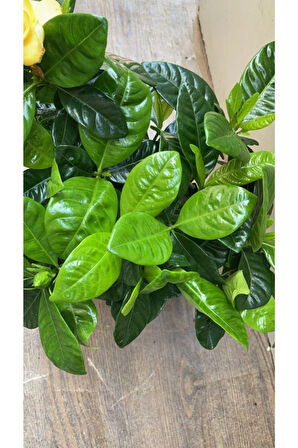 Videolu 1 Adet Salon Hediyesi Mis Kokulu Gardenya Çiçeği 20-40 Cm Saksılı Iç Mekan Gardenia