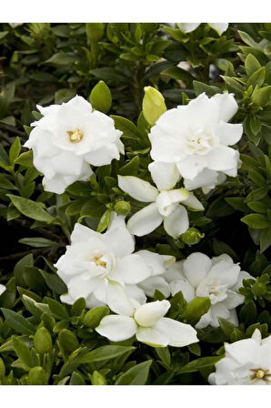 Videolu 1 Adet Hediyelik Yoğun Kokulu Gardenya Çiçeği 20-30 Cm Saksılı Iç Mekan Bitkileri Gardenia