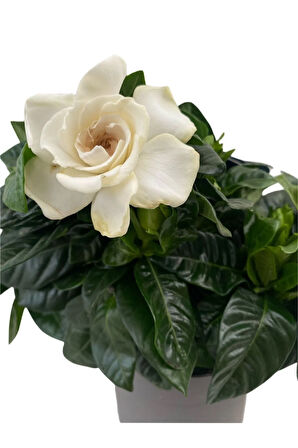 Videolu 1 Adet Hediyelik Yoğun Kokulu Gardenya Çiçeği 20-30 Cm Saksılı Iç Mekan Bitkileri Gardenia