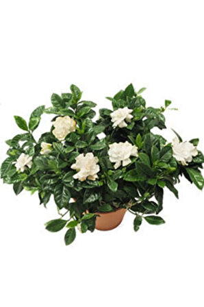 Videolu 1 Adet Ithal Kokulu Gardenya Çiçeği Ofis Bitkisi 15-30 Cm Saksılı Iç Mekan Bitki Gardenia