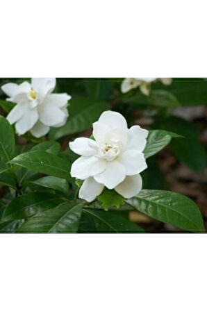 Videolu 1 Adet Ithal Kokulu Gardenya Çiçeği Ofis Bitkisi 15-30 Cm Saksılı Iç Mekan Bitki Gardenia