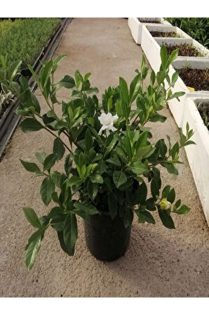 Videolu 1 Adet Özel Kokulu Gardenya Çiçeği Ofis Bitkisi 25-35 Cm Saksılı Iç Mekan Bitki Gardenia