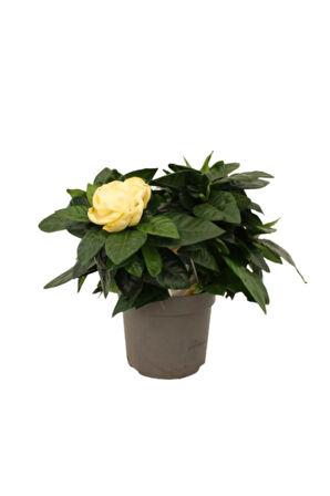 Videolu 1 Adet Ithal Kokulu Gardenya Çiçeği Ofis Bitkisi 25-35 Cm Saksılı Iç Mekan Bitki Gardenia