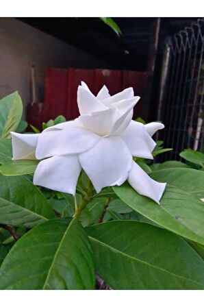 Videolu 1 Adet Müthiş Kokulu Gardenya Çiçeği 20-40 Cm Saksılı Iç Mekan Bitkileri Gardenia