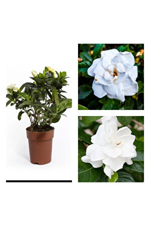 Videolu 1 Adet Salon Hediyesi Yoğun Kokulu Gardenya Çiçeği 20-40 Cm Saksılı Iç Mekan Gardenia