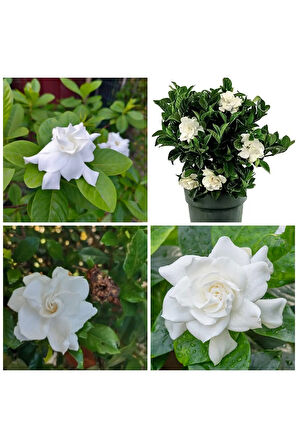 Videolu 1 Adet Müthiş Kokulu Gardenya Çiçeği 20-30 Cm Saksılı Iç Mekan Bitkileri Gardenia