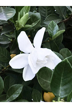 Videolu 1 Adet Müthiş Kokulu Gardenya Çiçeği 20-30 Cm Saksılı Iç Mekan Bitkileri Gardenia