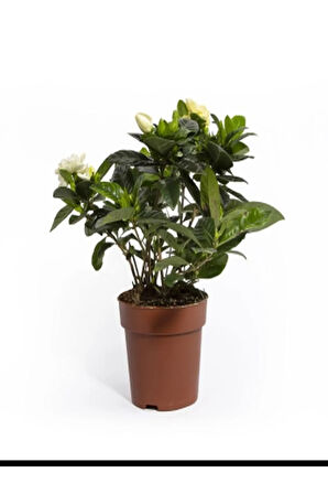 Videolu 1 Adet Müthiş Kokulu Gardenya Çiçeği 20-30 Cm Saksılı Iç Mekan Bitkileri Gardenia