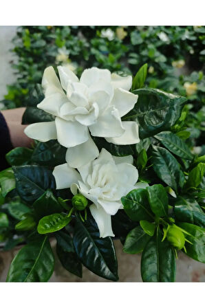 Videolu 1 Adet Çiçekli Müthiş Kokulu Gardenya Çiçeği 20-35 Cm Saksılı Iç Mekan Bitkileri Gardenia