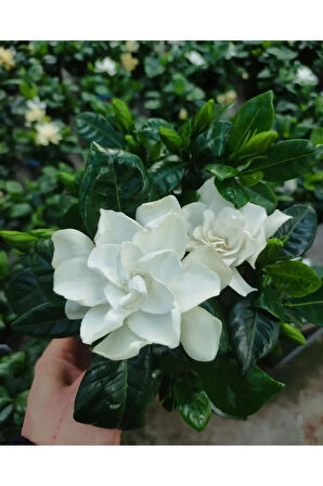 Videolu 1 Adet Çiçekli Müthiş Kokulu Gardenya Çiçeği 20-35 Cm Saksılı Iç Mekan Bitkileri Gardenia