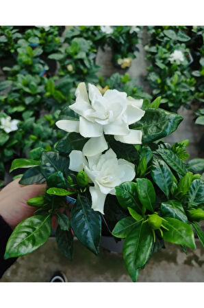 Videolu 1 Adet Çiçekli Müthiş Kokulu Gardenya Çiçeği 20-35 Cm Saksılı Iç Mekan Bitkileri Gardenia