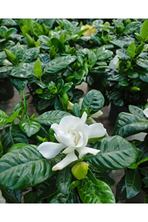 Videolu 1 Adet Çiçekli Müthiş Kokulu Gardenya Çiçeği 20-35 Cm Saksılı Iç Mekan Bitkileri Gardenia