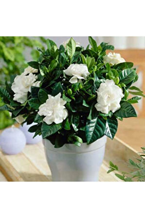 Videolu 1 Adet Çiçekli Müthiş Kokulu Gardenya Çiçeği 20-35 Cm Saksılı Iç Mekan Bitkileri Gardenia
