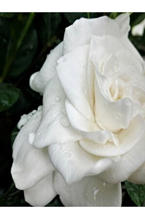 Videolu 1 Adet Çiçekli Müthiş Kokulu Gardenya Çiçeği 20-35 Cm Saksılı Iç Mekan Bitkileri Gardenia