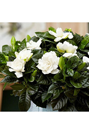 Videolu 1 Adet Yoğun Kokulu Gardenya Çiçeği 20-35 Cm Saksılı Iç Mekan Bitkileri Gardenia