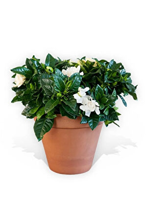 Videolu 1 Adet Yoğun Kokulu Gardenya Çiçeği 20-35 Cm Saksılı Iç Mekan Bitkileri Gardenia