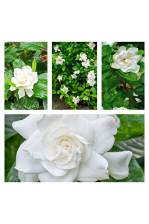 Videolu 1 Adet Çok Çiçekli Mis Kokulu Gardenya Çiçeği 20-35 Cm Saksılı Iç Mekan Bitkileri Gardenia