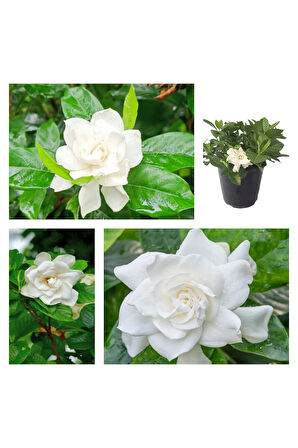 Videolu 1 Adet Beyaz Çiçekli Mis Kokulu Gardenya Çiçeği 20-35 Cm Saksılı Iç Mekan Bitkileri Gardenia