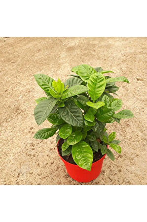 Videolu 1 Adet Beyaz Çiçekli Mis Kokulu Gardenya Çiçeği 20-35 Cm Saksılı Iç Mekan Bitkileri Gardenia