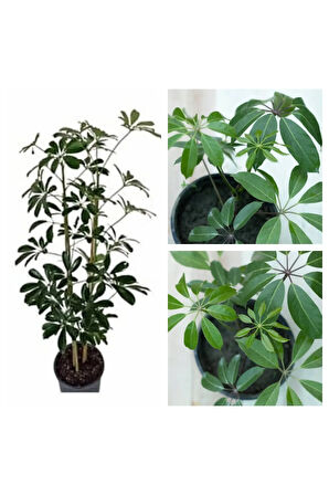 Videolu 2 Dal Yeşil Şeflera Çiçeği 30-40 Cm Saksılı Iç Mekan Bitkileri Schefflera