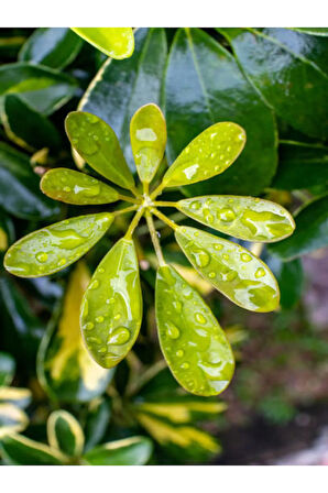 Videolu 2 Dal Yeşil Şeflera Çiçeği 30-40 Cm Saksılı Iç Mekan Bitkileri Schefflera