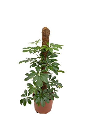 Videolu 2 Dal Yeşil Şeflera Çiçeği 30-40 Cm Saksılı Iç Mekan Bitkileri Schefflera