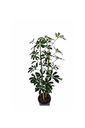 Videolu 2 Dal Yeşil Şeflera Çiçeği 40-80 Cm Saksılı Iç Mekan Bitkileri Schefflera
