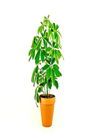 Videolu Tek Dal Yeni Iş Hediyesi Yeşil Şeflera Çiçeği 40-70 Cm Saksılı Iç Mekan Bitki Schefflera