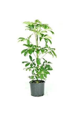 Videolu Tek Dal Yeni Iş Hediyesi Yeşil Şeflera Çiçeği 40-70 Cm Saksılı Iç Mekan Bitki Schefflera