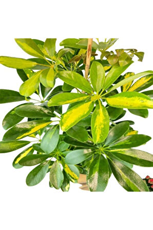 Videolu Tek Dal Yeni Iş Hediyesi Alacalı Şeflera Çiçeği 40-80 Cm Saksılı Iç Mekan Bitki Schefflera