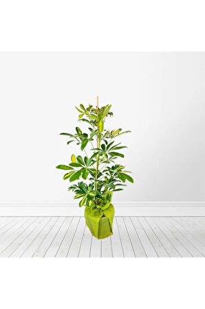 Videolu Tek Dal Yeni Iş Hediyesi Alacalı Şeflera Çiçeği 40-80 Cm Saksılı Iç Mekan Bitki Schefflera
