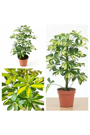 Videolu Tek Dal Tebrik Hediyesi Alacalı Şeflera Çiçeği 50-70 Cm Saksılı Iç Mekan Bitki Schefflera