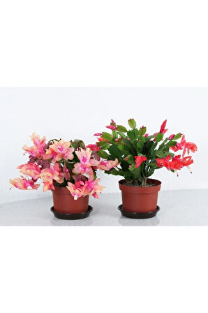 Çok Avantajlı Schlumbergera - Yılbaşı Çiçeği 2 Adet