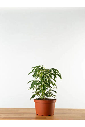 Videolu 4'lü Hava Temizleyen Bitki Seti (PAŞA KILICI/ŞEFLERA/KURDELE) Çiçeği 15-40 Cm Saksılı