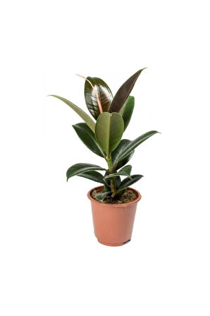 Videolu Kauçuk Çiçeği 60-80cm/çift Dal Alacalı Şeflera Çiçeği 60-90cm Saksılı