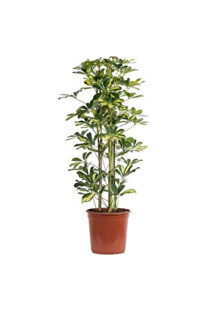 Videolu Kauçuk Çiçeği 60-80cm/çift Dal Alacalı Şeflera Çiçeği 60-90cm Saksılı