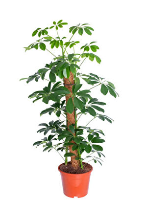 Videolu Şeflera Şemsiye Ağacı (20 40 CM)1 Adet Saksılı Iç Mekan Bitkisi Schefflera