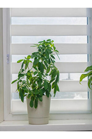 Videolu Kadınlar Gününe Özel Şeflera Çiçeği (20 50 CM)1 Adet Saksılı Ev Ofis Bitkisi Schefflera