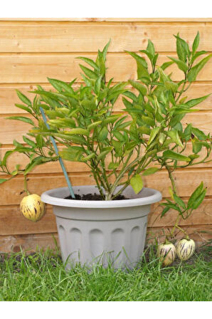 Videolu Pepino Meyvesi (20 50 CM)1 Adet Saksılı Balkon Teras Bitkisi Solanum Muricatum