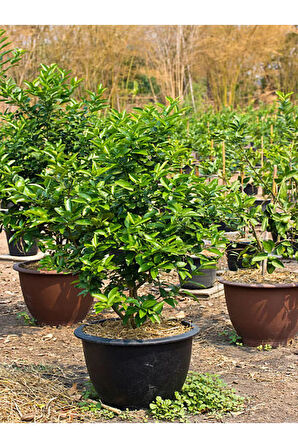 Videolu Pepino Meyvesi (20 50 CM)1 Adet Saksılı Balkon Teras Bitkisi Solanum Muricatum