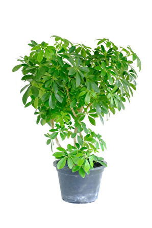 Videolu Şeflera Bitkisi (50 80 CM)1 Adet Saksılı Iç Mekan Bitkisi Schefflera
