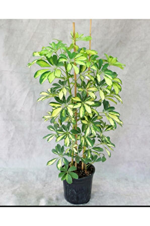 Videolu Alacalı Şeflera (50 80 CM)1 Adet Saksılı Ev Ofis Bitkisi Schefflera