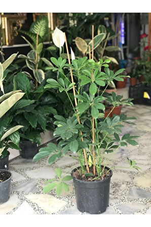 Videolu Yeşil Şeflera Bitkisi (50 80 CM)1 Adet Saksılı Ofis Ev Bitkisi Schefflera