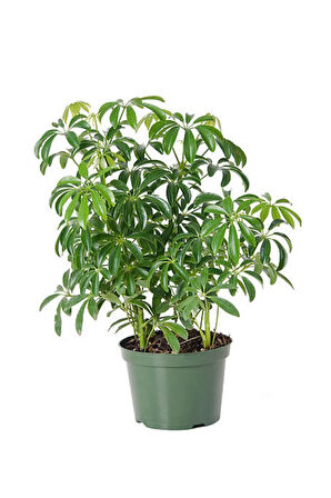 Videolu Yeşil Şeflera Bitkisi (50 80 CM)1 Adet Saksılı Ofis Ev Bitkisi Schefflera